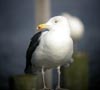 Great Black-backed Gull Â© Sandra Keller 2005