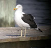 Kelp Gull Â© Sandra Keller 2005