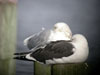 Kelp Gull Â© Sandra Keller 2005