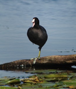 American Coot