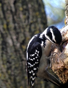 Hairy Woodpecker