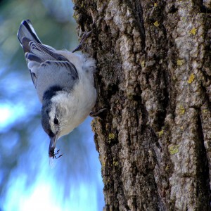 White-breasted Nuthatch