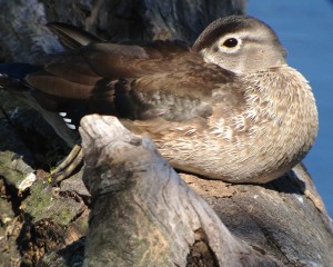 Immature Wood Duck