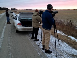 scanning for Sharp-tailed Grouse