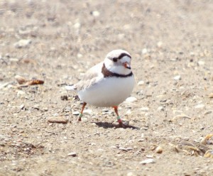 A well decorated Piping Plover at The Tip. Point Pelee, NP