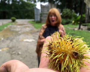 Rambutan - to eat me is to love me